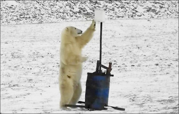 一头北极熊对科研装置大感好奇，不仅人立还伸爪拨弄，像极了人们自拍的动作。（撷取自《西伯利亚时报》）