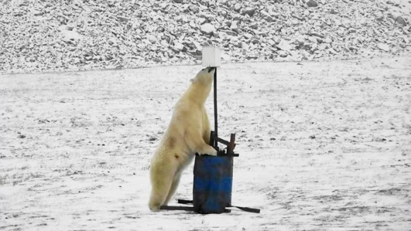 好奇的北极熊伸长了颈子嗅闻该装置。（撷取自《西伯利亚时报》）