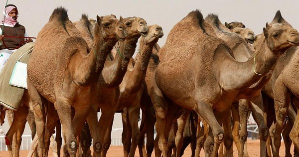骆驼主人为争夺巨额奖金，给骆驼打肉毒杆菌美容。