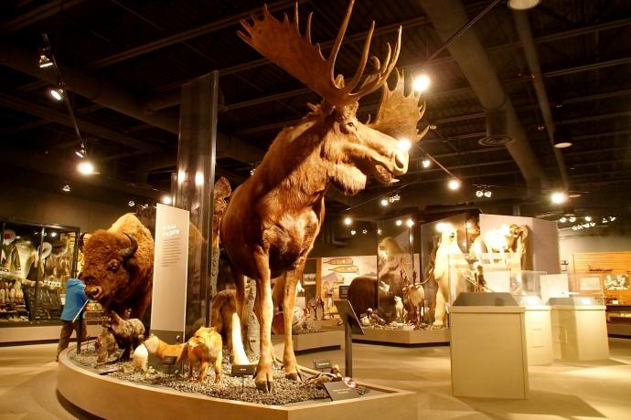 马克辛和杰西惠特尼博物馆内的众多野生动物标本。