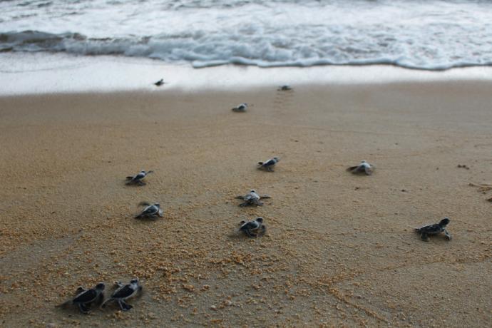 小海龟的四肢划着沙，一步一脚印的奔向大海