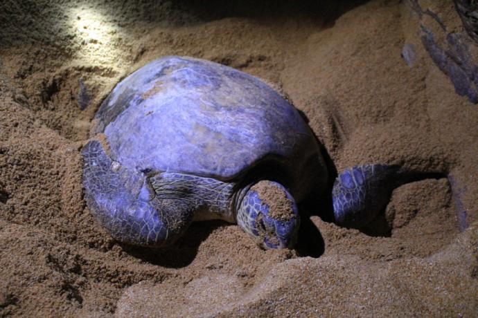 母海龟挖沙坑后产卵。