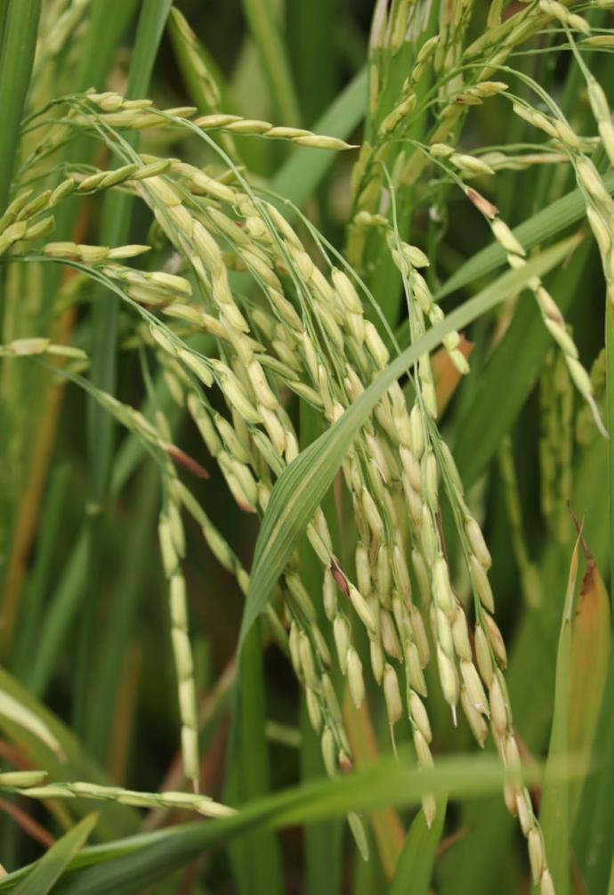 适耕庄稻米