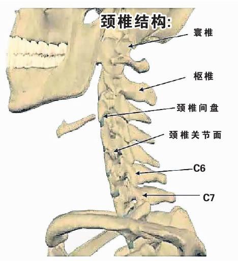 颈椎结构