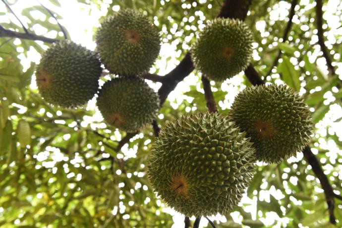榴梿 durian