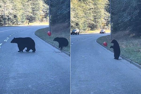 小熊过马路玩气球