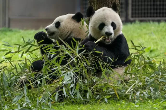 熊猫 giant panda