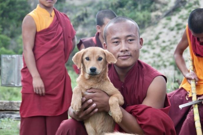 不丹流浪狗
