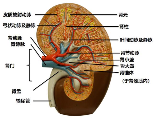 肾结构