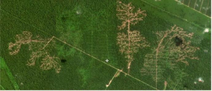 彭亨森林保护区现大面积伐木