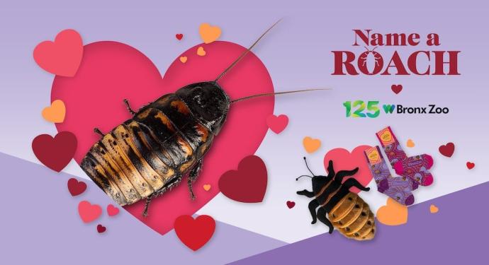 “为蟑螂命名”情人节活动