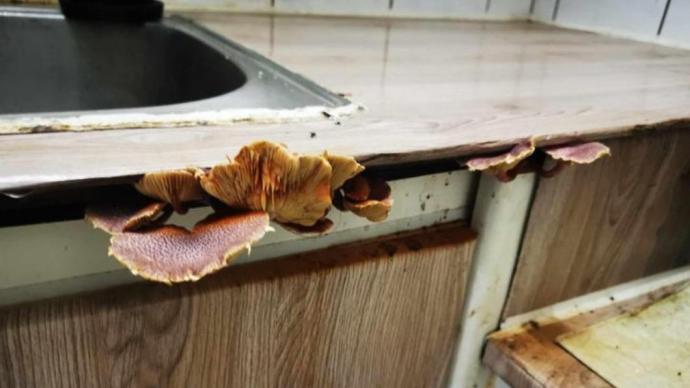 房客退租屋子全发霉 厨房还藏大片香菇房东崩溃