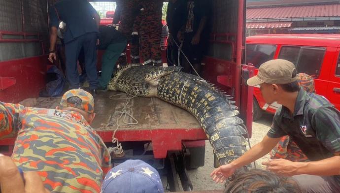 马六甲海边现巨型铜鳄