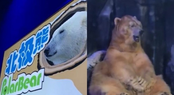 中国海洋公园内的一只“北极熊”被民众发现冷到发抖。（图撷取自微博）