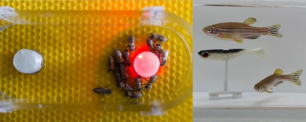 欧洲研究团用机器人充当翻译员，成功让相距数百公里的鱼群及蜂群沟通、互相模仿。