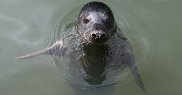 苏格兰圣安德鲁斯大学研究人员发现，灰海豹能够模仿人类唱歌的曲调。