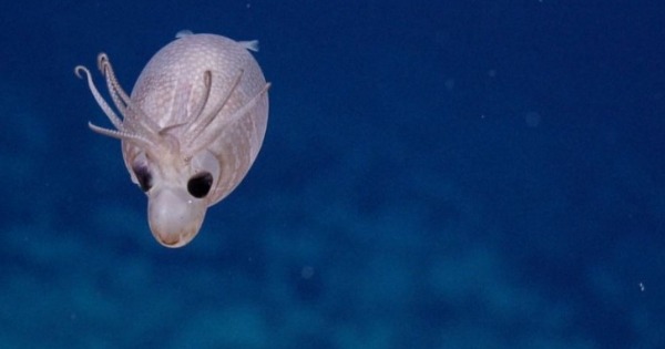 美国非营利组织的研究团队近日在夏威夷附近海域的的深海处，发现罕见的生物“小猪鱿鱼”。（图撷取自推特“E/V Nautilus”）