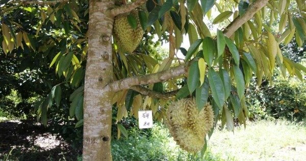 海南保亭黎族苗族自治县一处水果种植基地内的榴梿树最近成功开花结果。（中新社）