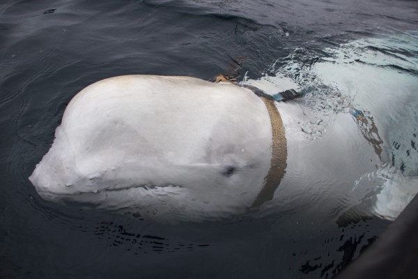 挪威在5月时曾经发现一条被指是来自俄罗斯海军的间谍白鲸