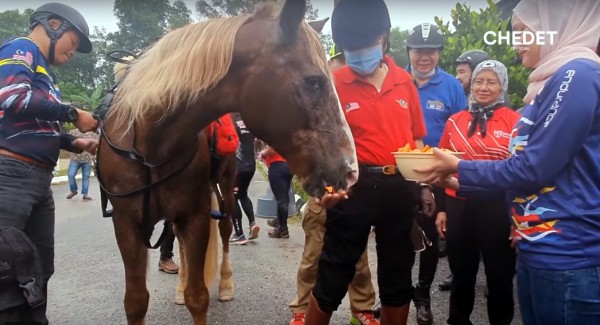 马哈迪喂养他的马匹。
