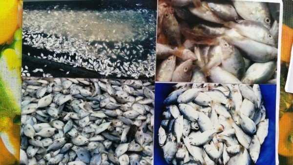 业者将本月11日开始至15日鱼死问题拍摄佐证。