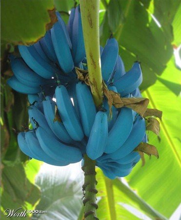 外皮呈现蓝色的爪哇蓝蕉让人印象深刻。