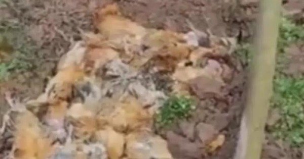 鸡场246只鸡据称被烟花“吓死”。