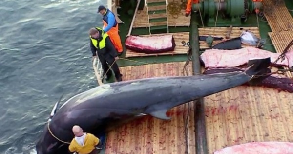 挪威调高捕鲸上限。（互联网图片）