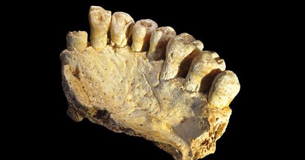 在以色列山洞出土的遗骸可能是最早离开非洲的现代人化石。（图取自Science网页www.sciencemag.org）